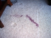 Wine-spill-Regan-2